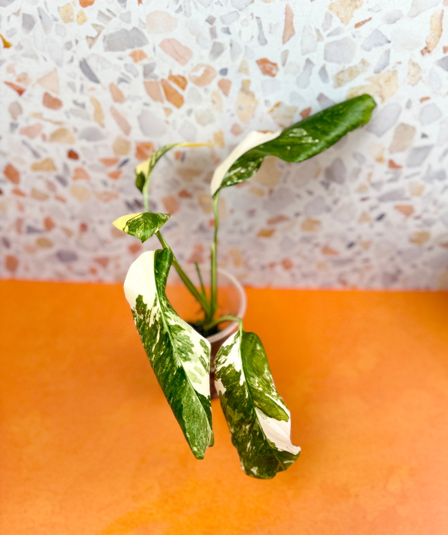 Monstera Lechleriana Variegated