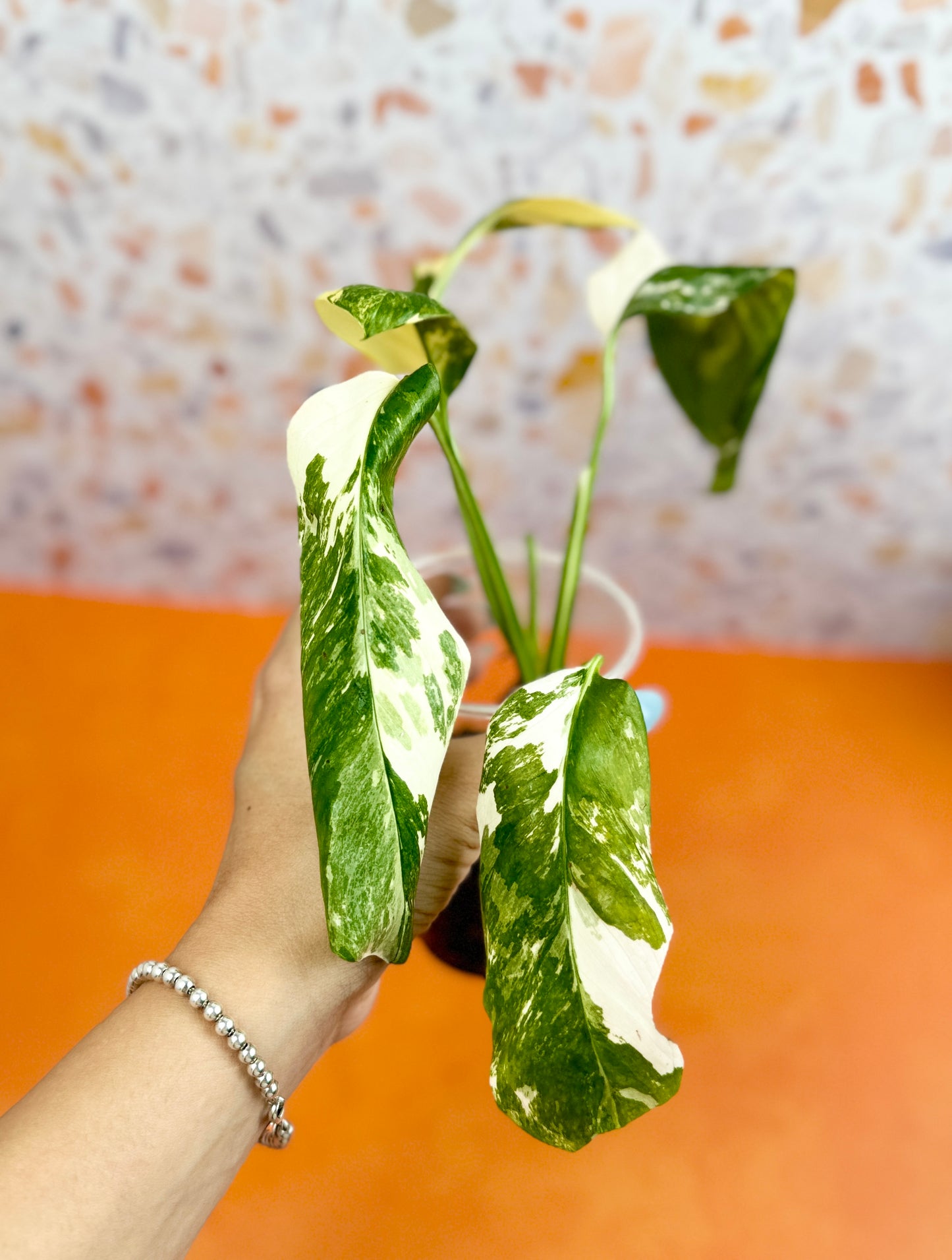 Monstera Lechleriana Variegated