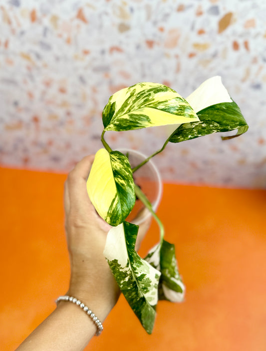 Monstera Lechleriana Variegated