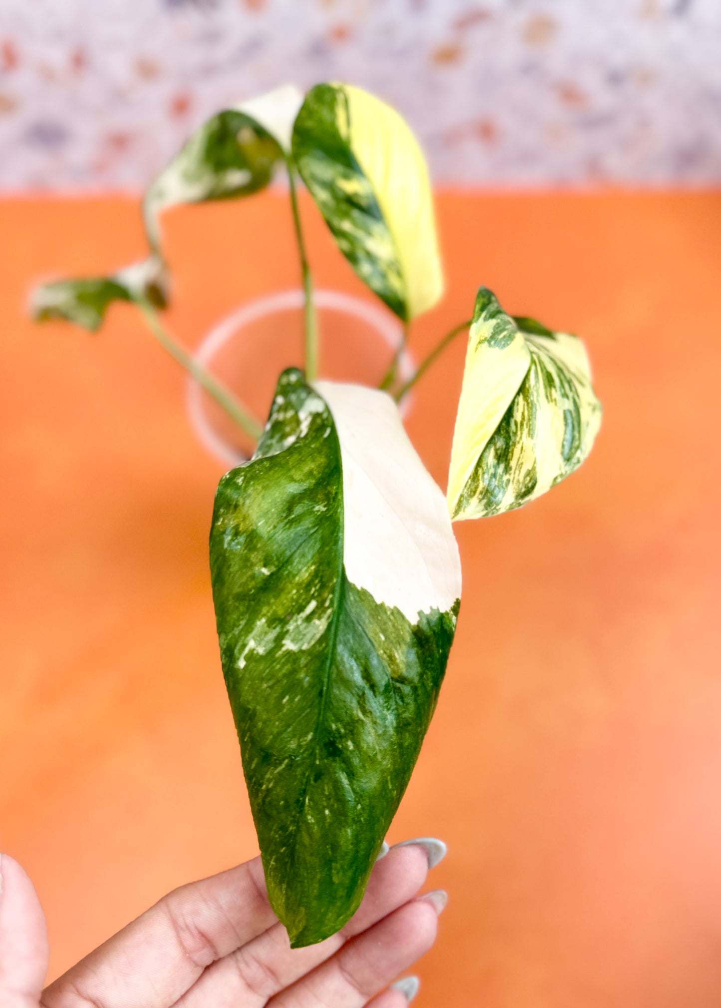 Monstera Lechleriana Variegated