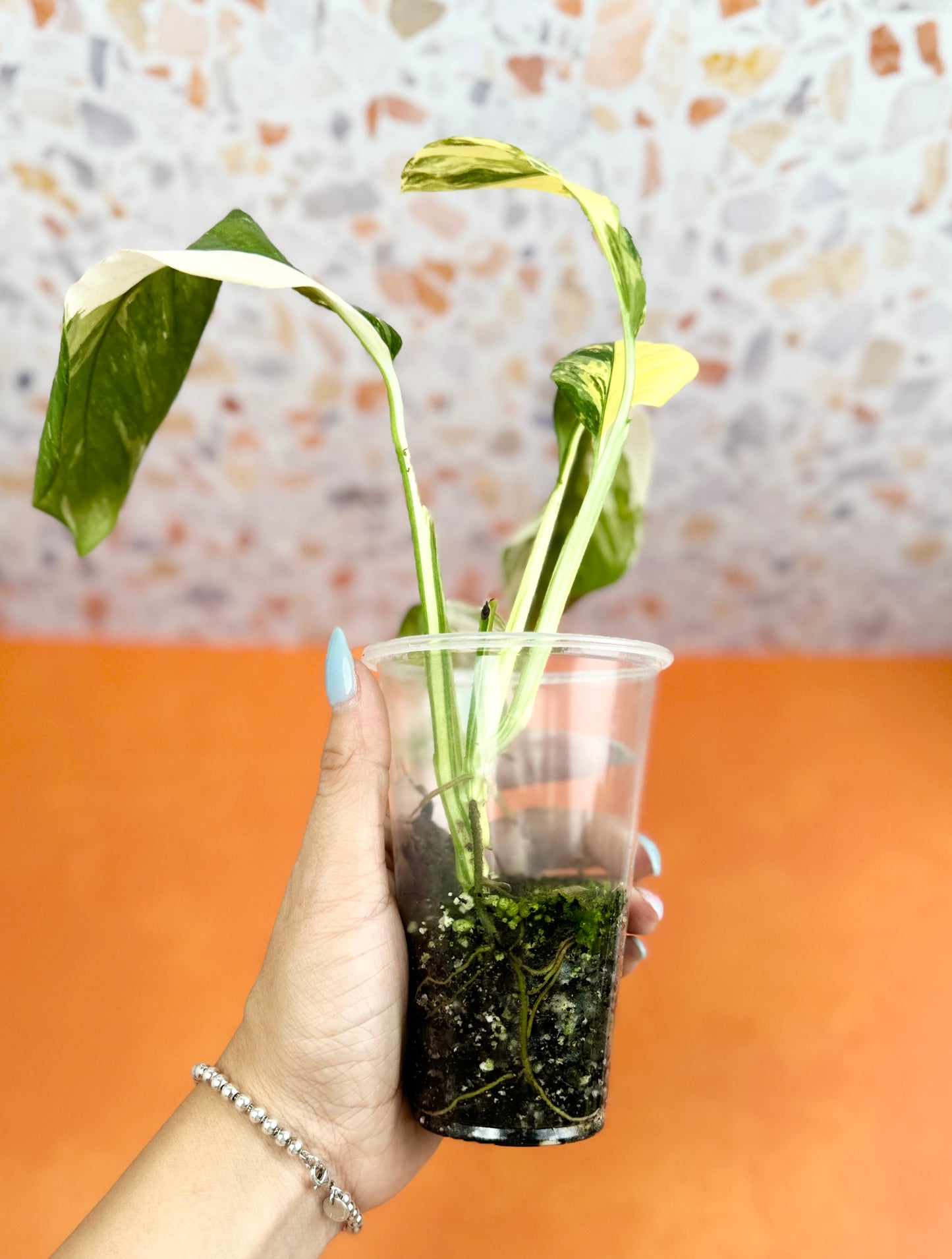 Monstera Lechleriana Variegated