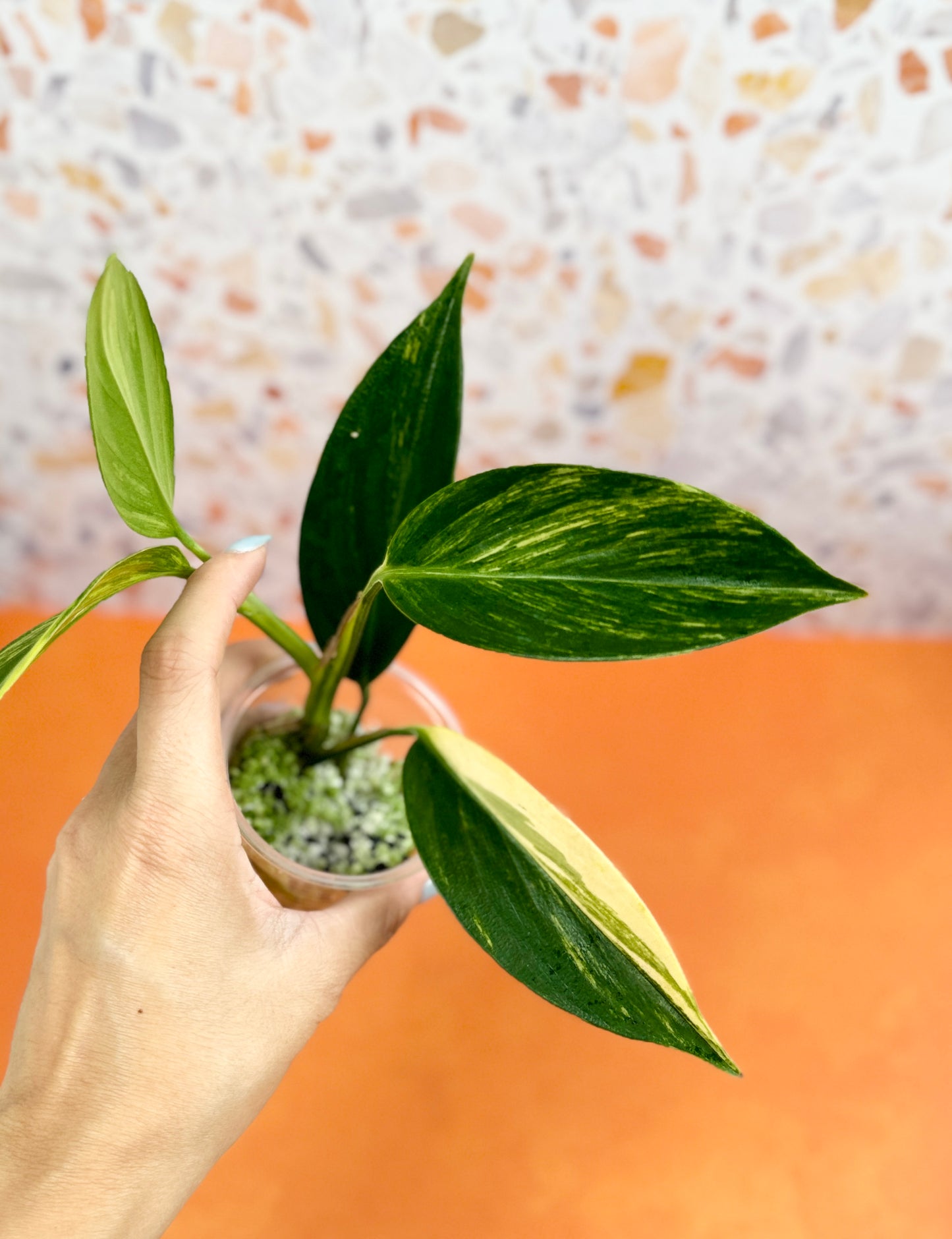 Scindapsus Coriaceus Variegated