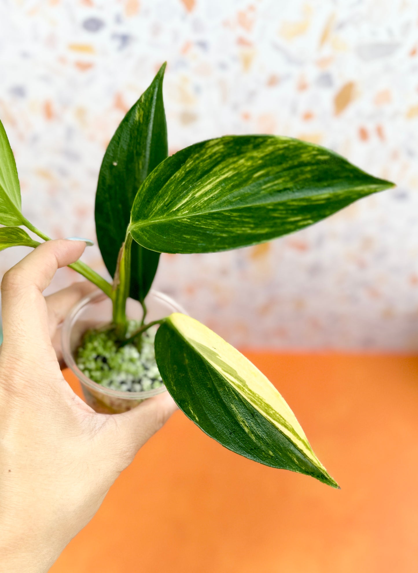 Scindapsus Coriaceus Variegated