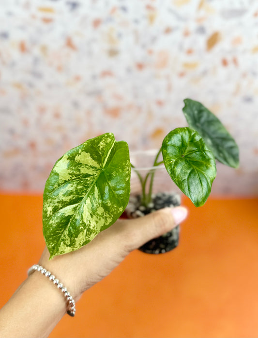 Alocasia Dragon Scale variegated