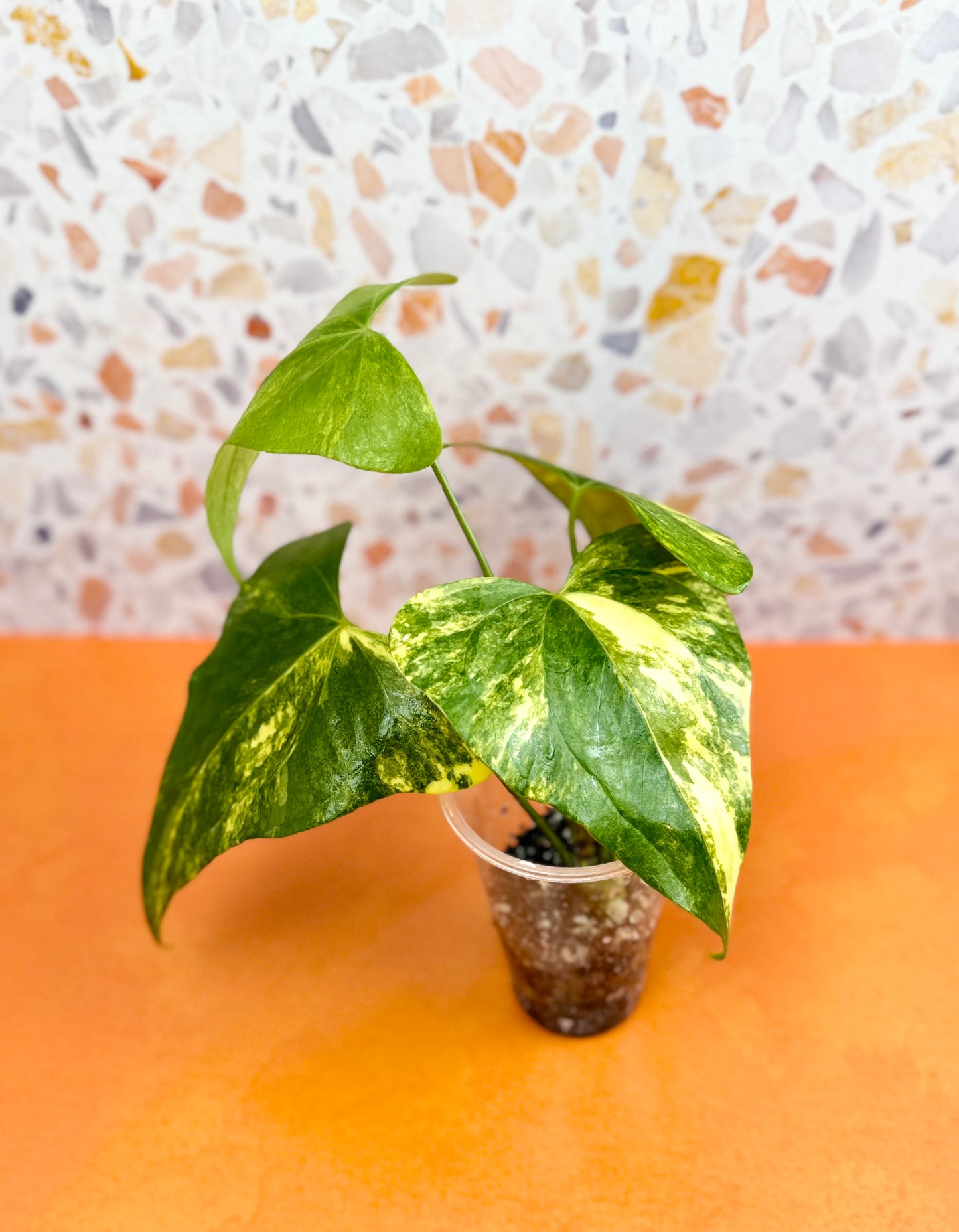 Anthurium Pterodactyl Variegated