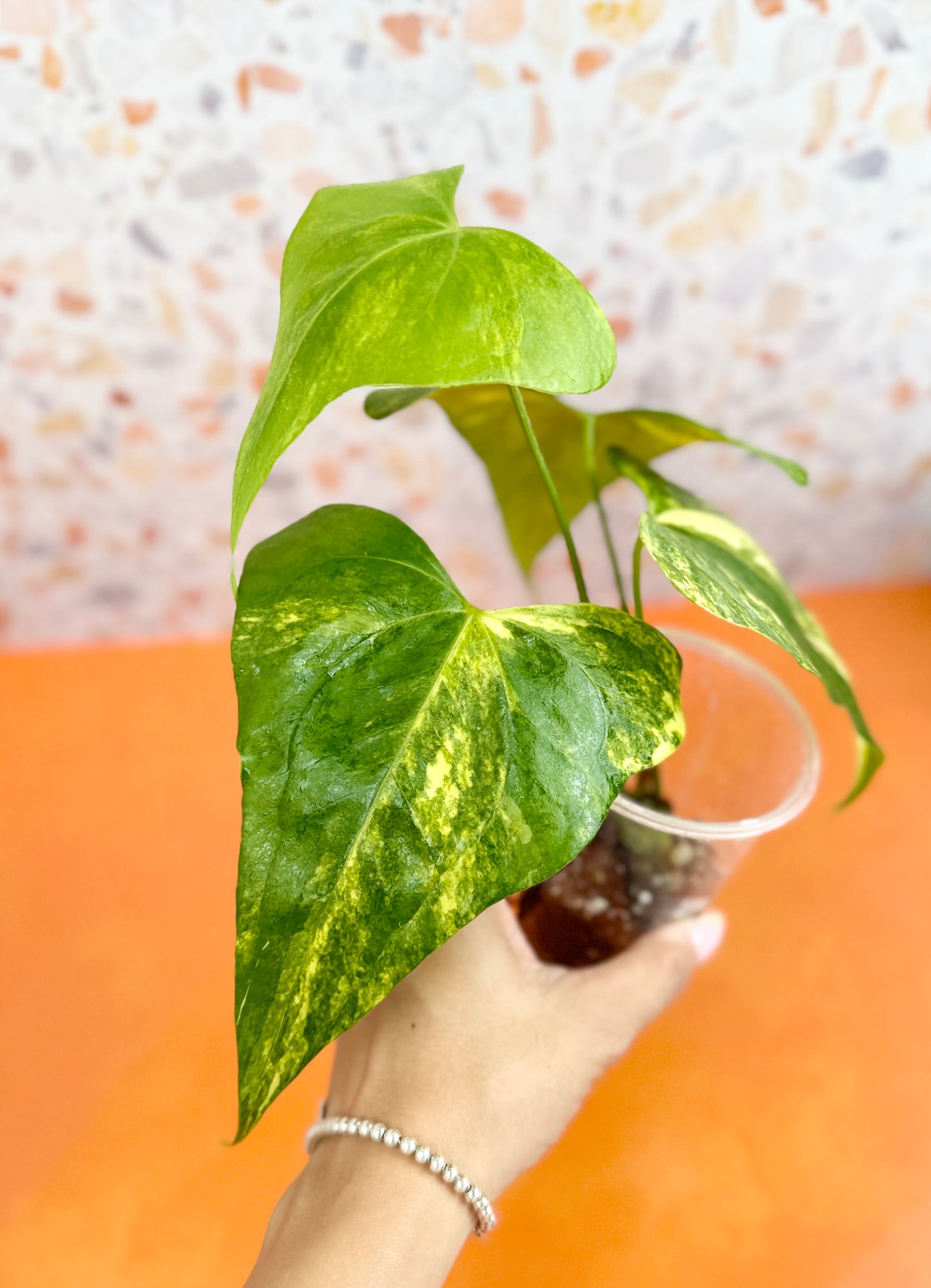 Anthurium Pterodactyl Variegated