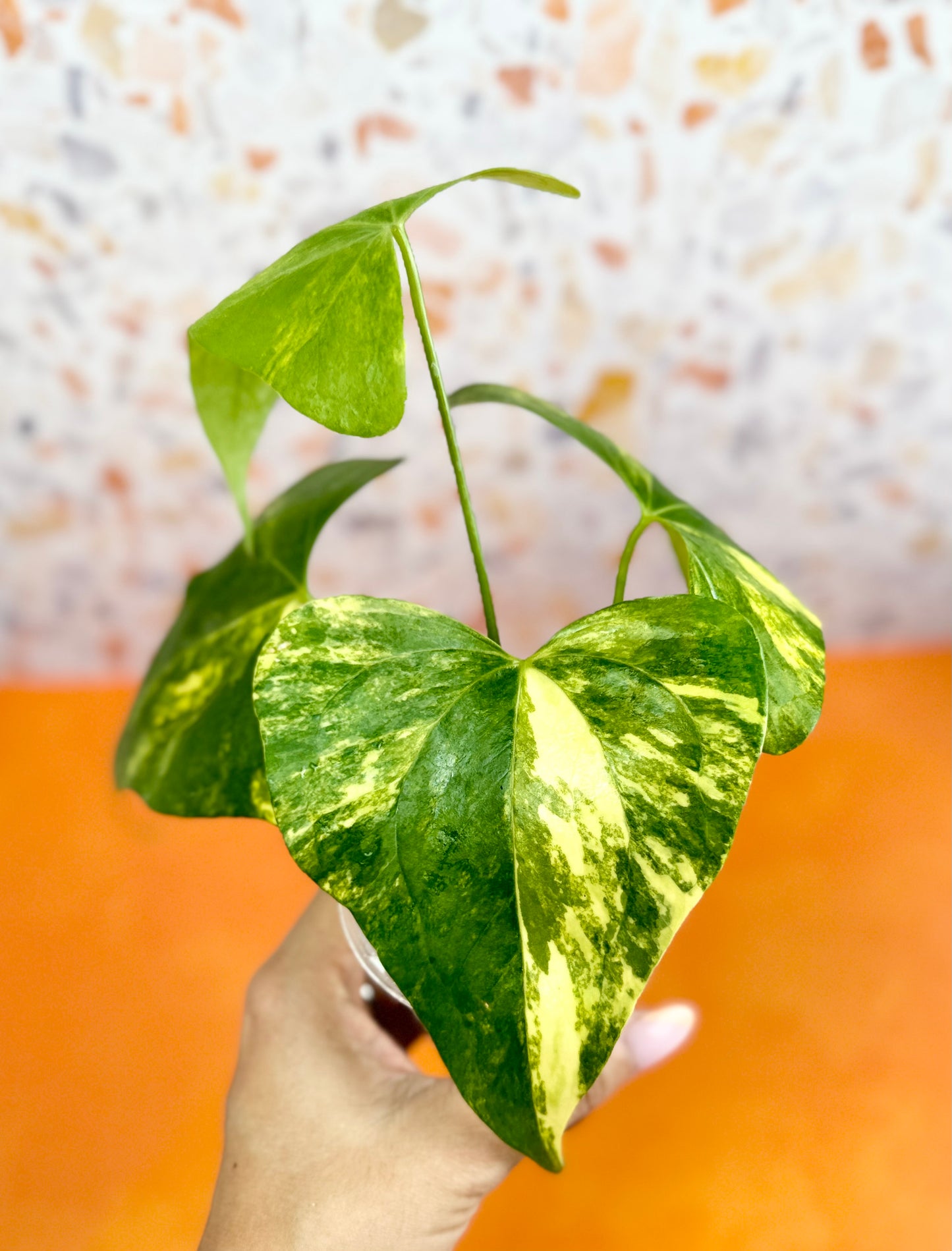 Anthurium Pterodactyl Variegated