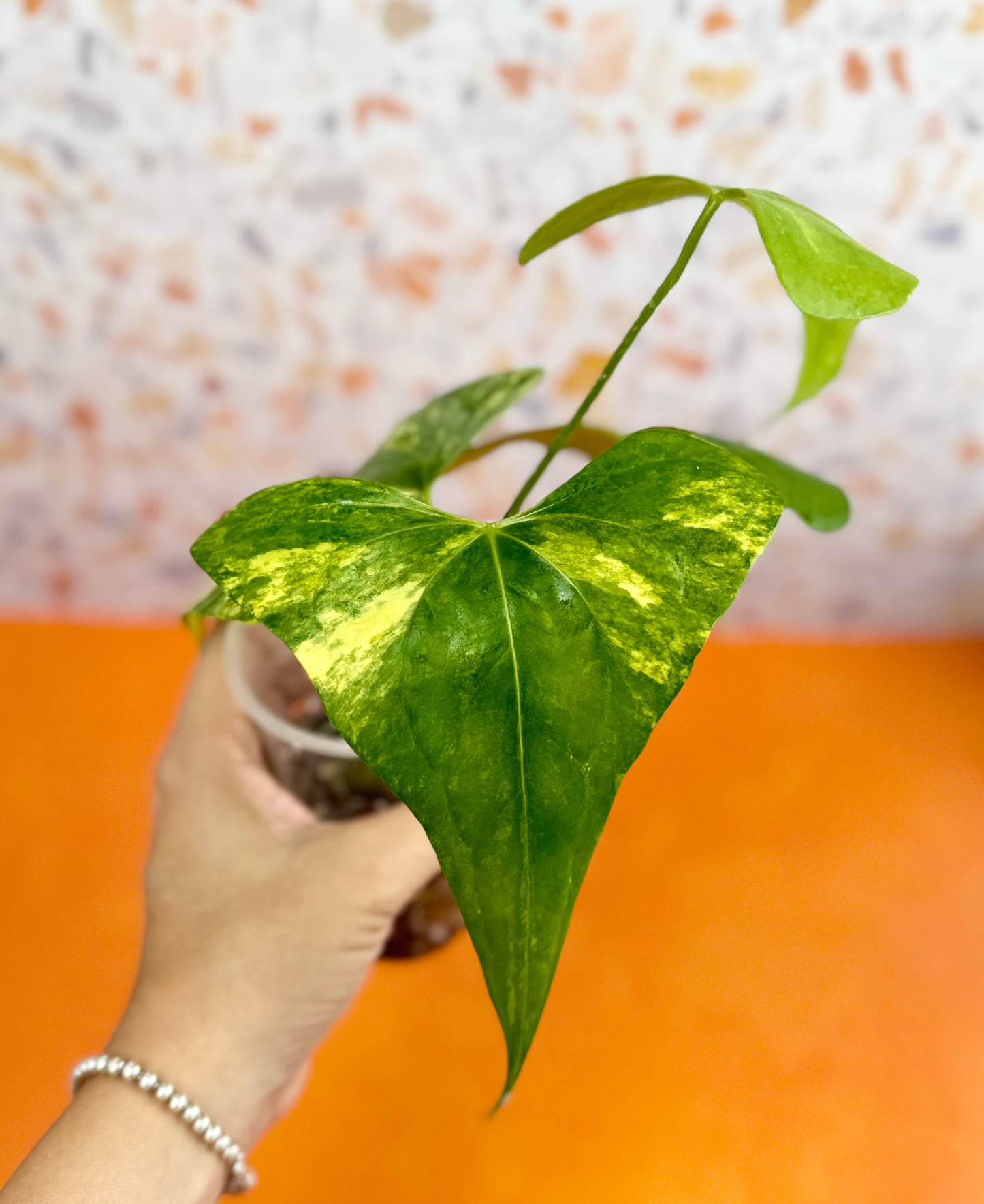 Anthurium Pterodactyl Variegated