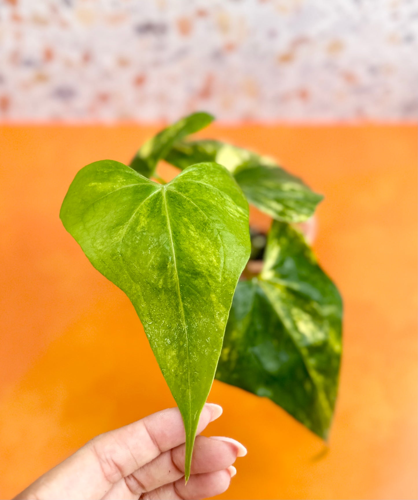 Anthurium Pterodactyl Variegated