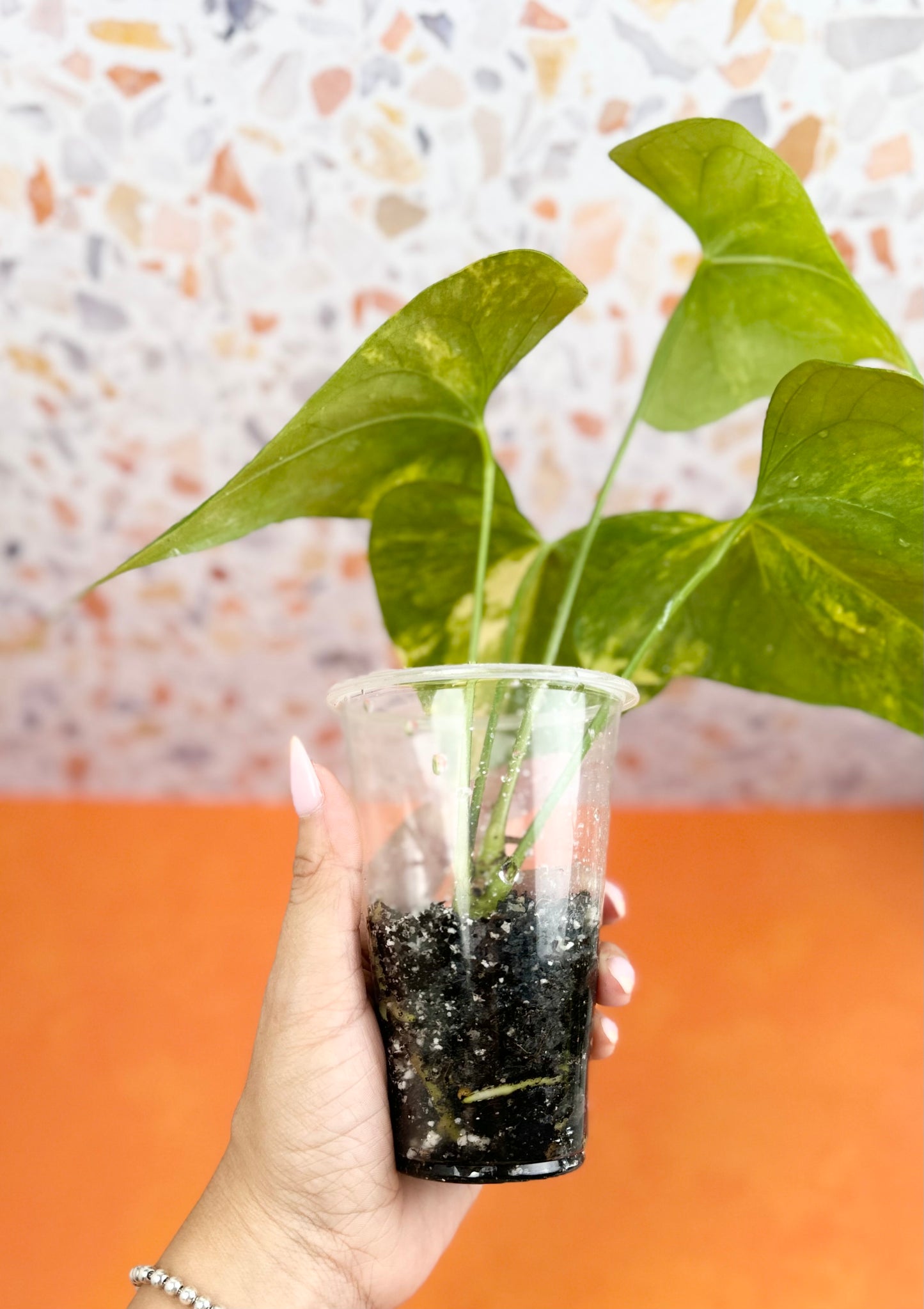 Anthurium Pterodactyl Variegated