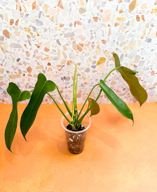 Philodendron Longilobatum ‘Lelano Miyano’