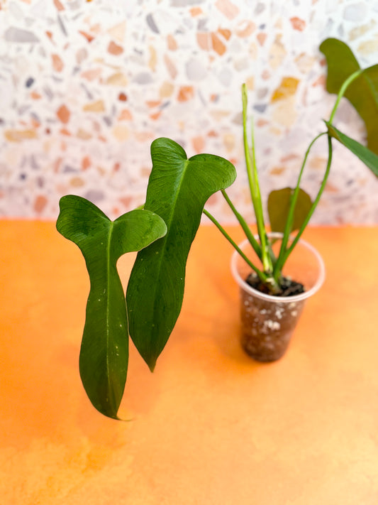 Philodendron Longilobatum ‘Lelano Miyano’