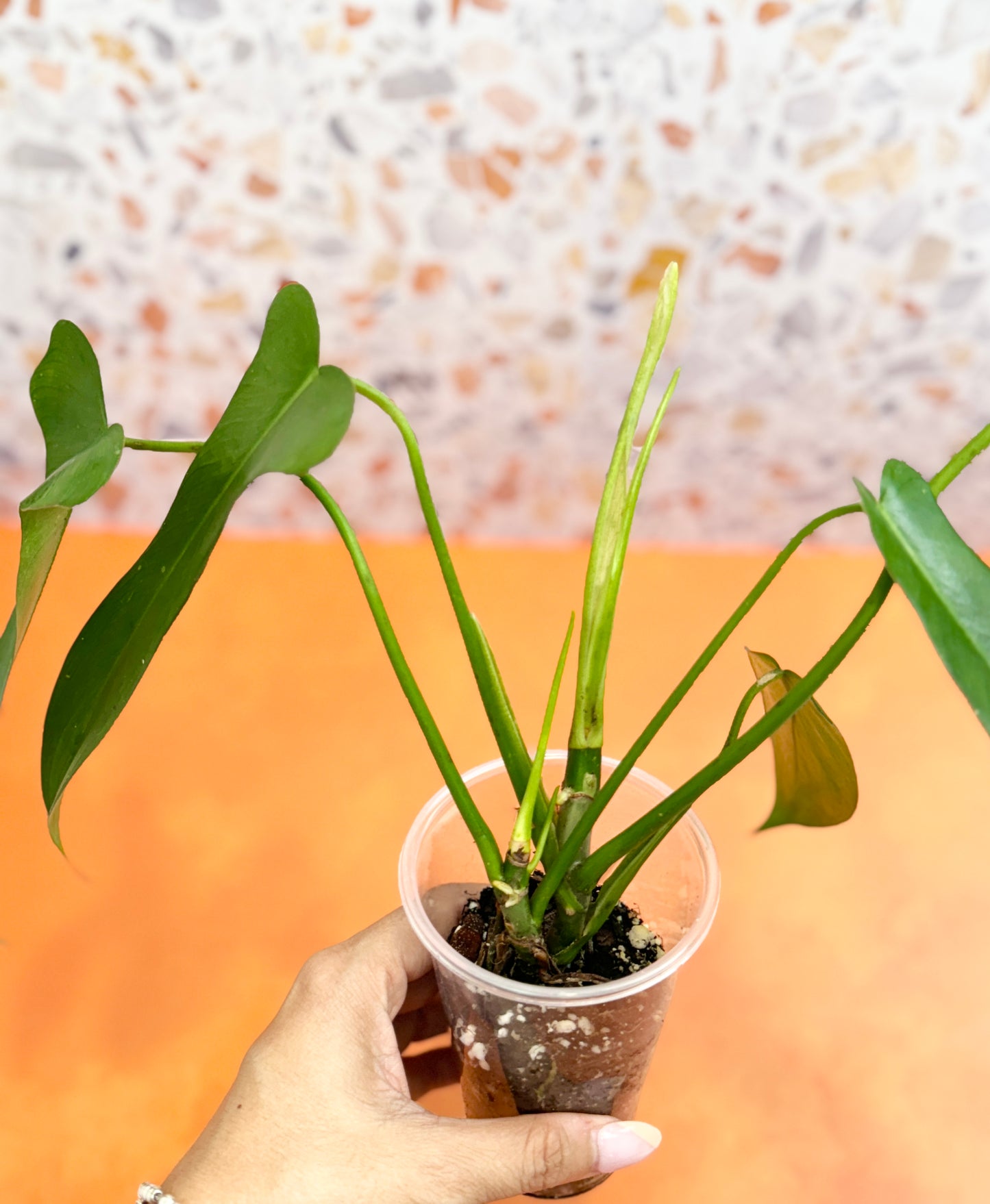 Philodendron Longilobatum ‘Lelano Miyano’