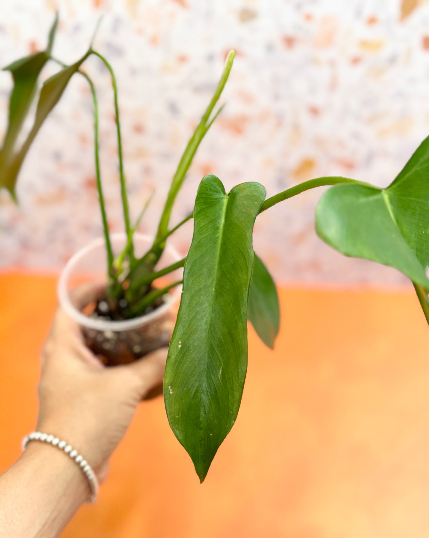 Philodendron Longilobatum ‘Lelano Miyano’