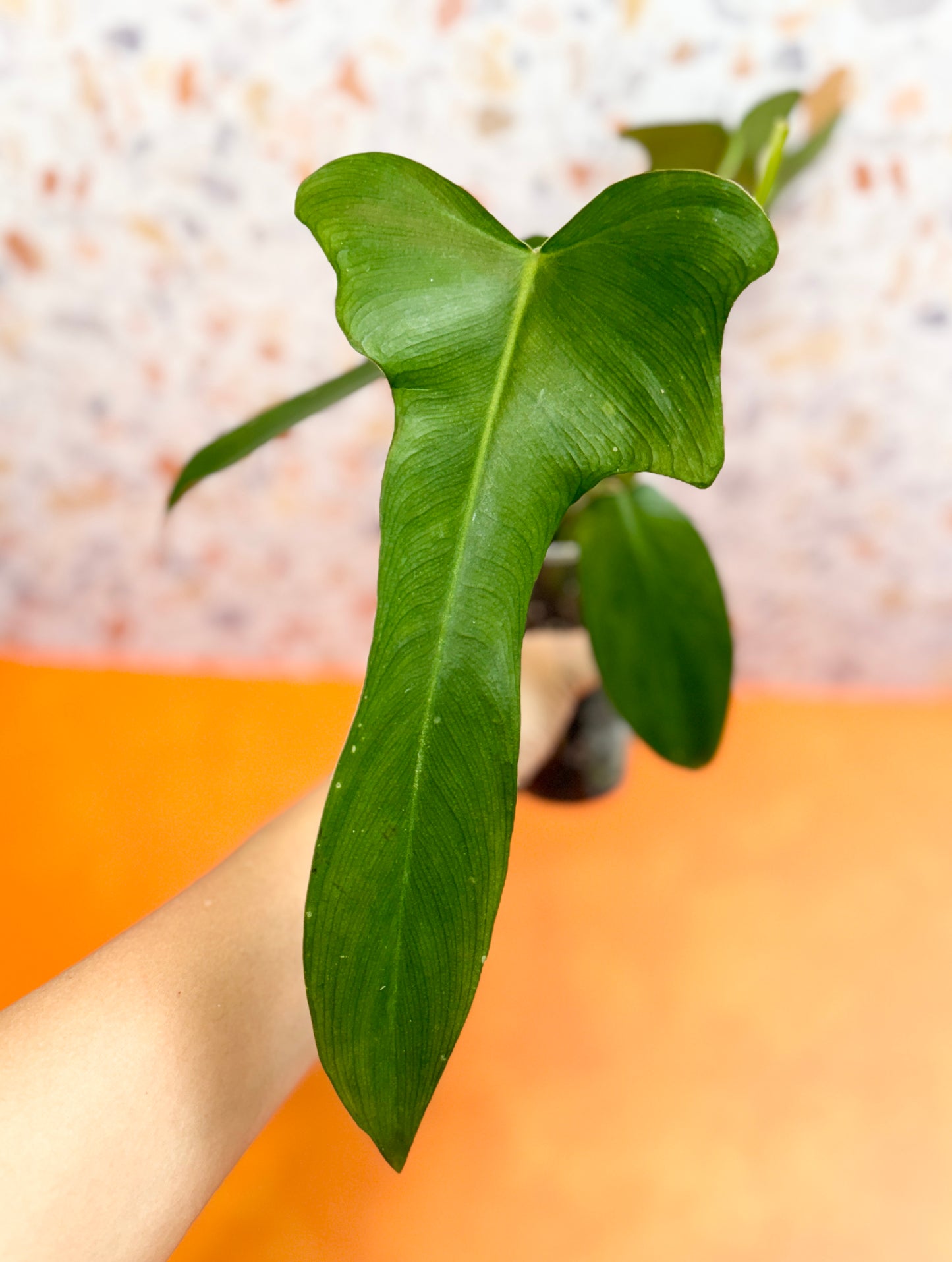 Philodendron Longilobatum ‘Lelano Miyano’