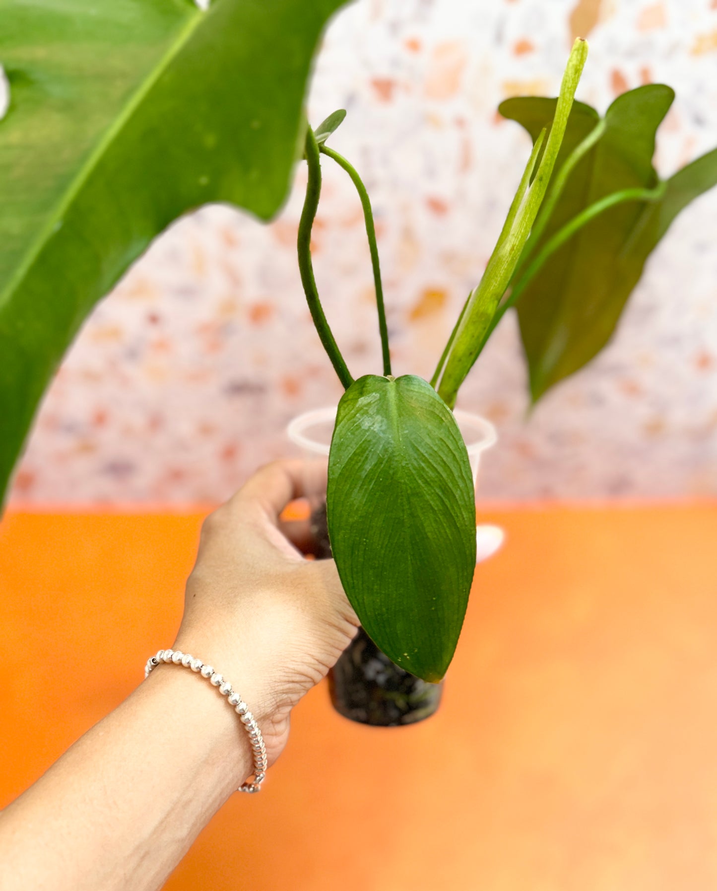 Philodendron Longilobatum ‘Lelano Miyano’